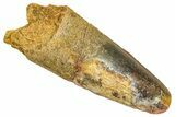 Fossil Spinosaurus Tooth - Feeding Worn Tooth #370743-1